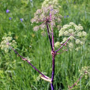 Angelica atropurpurea | Purplestem Angelica | 100 Seeds