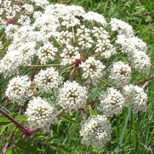 Angelica atropurpurea | Purplestem Angelica | 100 Seeds