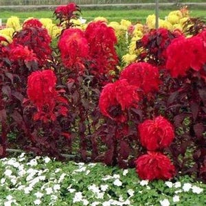 Amaranthus tricolor | Early Splendor | 100 Seeds