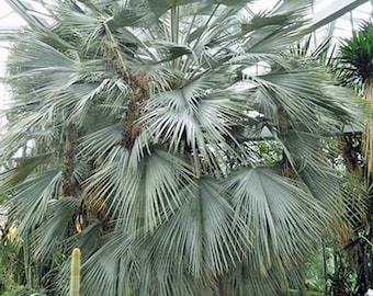 Brahea armata | Blue Hesper Palm | Gray Goddess | 5 Seeds - Etsy 日本