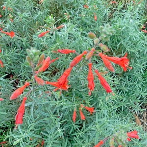 May include: A plant featuring numerous slender, tubular bright orange-red flowers distributed throughout its foliage. The leaves are narrow, lance-shaped, and possess a muted, silvery-green hue, creating a dense and textured appearance.