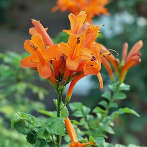 May include: A cluster of vibrant orange trumpet-shaped flowers with five petals each, featuring thin stamens and green stems. The blossoms are arranged in a terminal grouping with serrated green leaves visible along the slender, upright plant stalks.