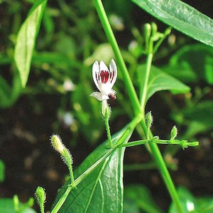 Andrographis paniculata | King of Bitters | 100 Seeds