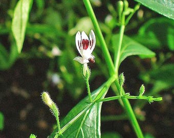 Andrographis Paniculata King of the Bitters Plant Green Chiretta Plant in  2.5 Inch Pot - Etsy