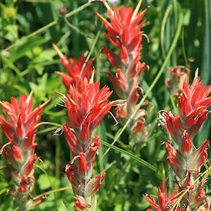 Castilleja miniata | Jätte röd pensel | 100 frön