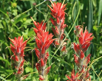 Castilleja miniata | Giant Red Paintbrush | 100 Seeds