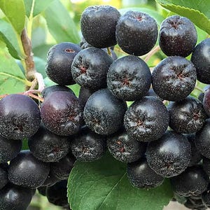 Aronia melanocarpa | Svart aronia | 100 frön