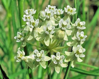 Asclepias subverticillata | Horsetail Milkweed | 5 Seeds