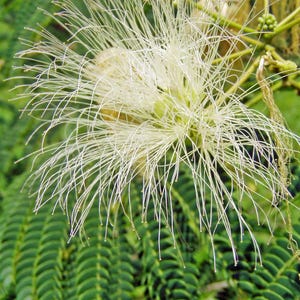 Albizia julibrissin | Alba | White Silk Tree | 10 Seeds