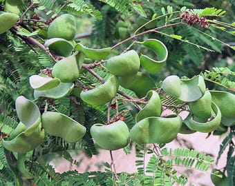 Caesalpinia coriaria | Divi Divi | 10 Seeds