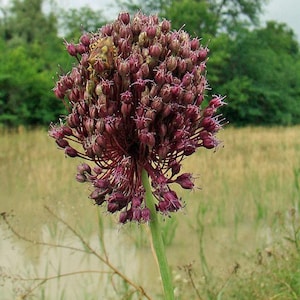 Allium atroviolaceum | Dark Purple Onion | 10 Seeds