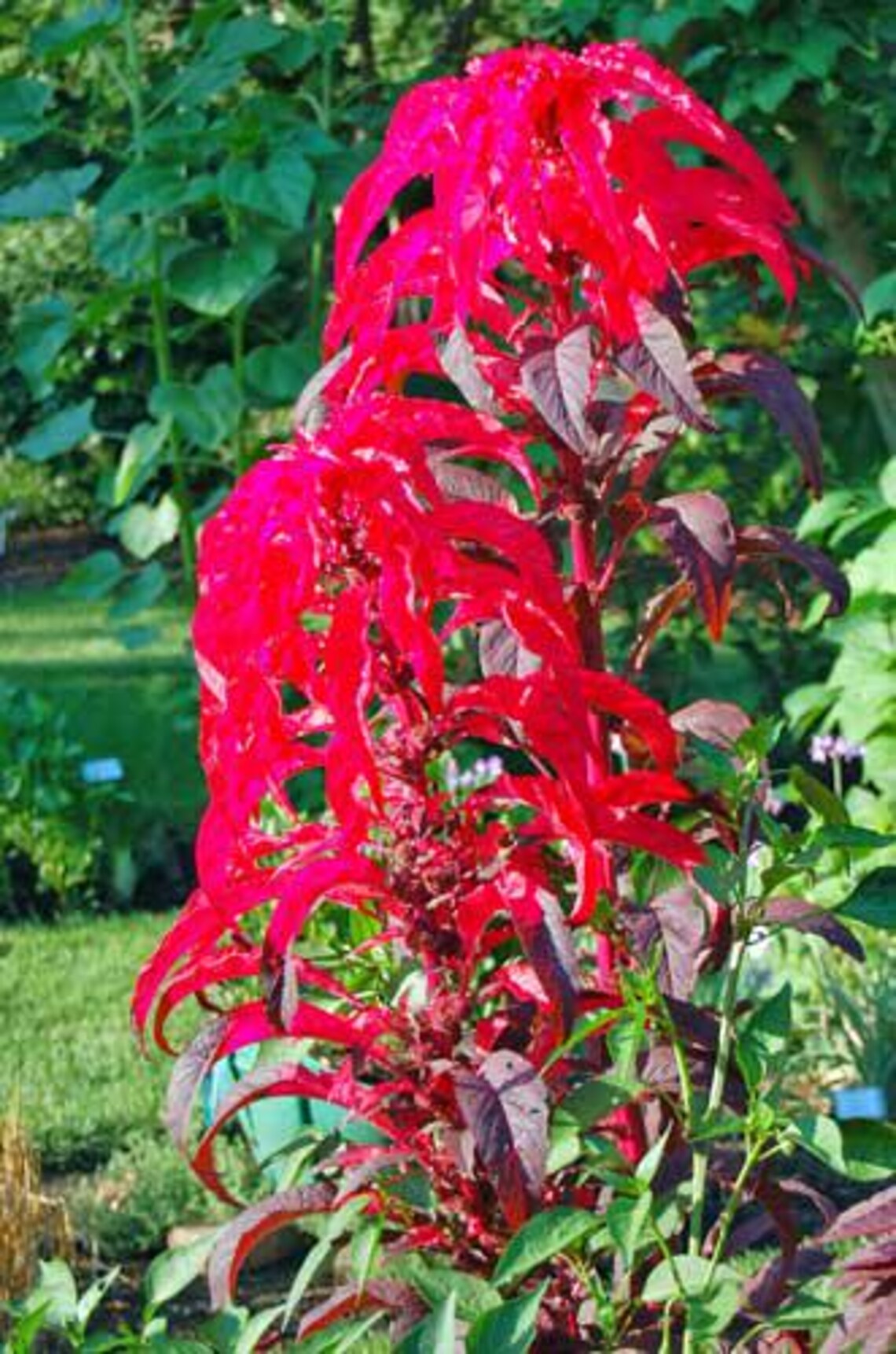 Amaranthus Tricolor | Early Splendor | 100 Seeds - Etsy