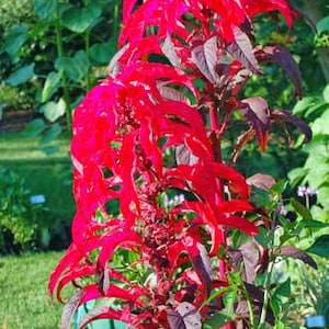 Amaranthus Tricolor | Early Splendor | 100 Seeds - Etsy