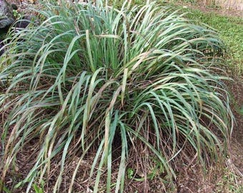 Cymbopogon citratus | West Indian Lemongrass | 100 Seeds