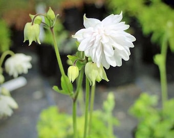 Aquilegia vulgaris | Snowballs | 20 Seeds