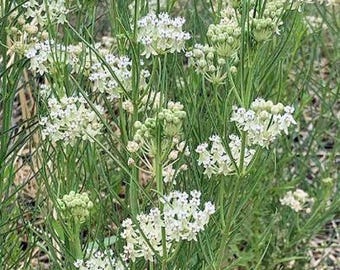 Asclepias verticillata | Whorled Milkweed | 20 seeds
