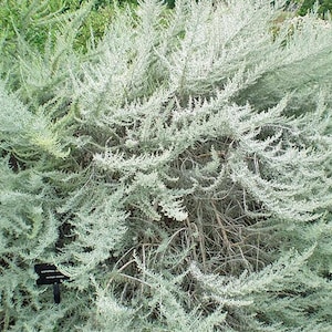 Artemisia californica | California Sagebrush | 20 Seeds