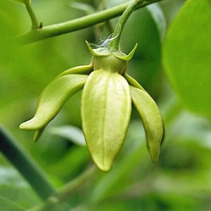 Artabotrys hexapetalus | Climbing Ylang-Ylang | 5 Seeds
