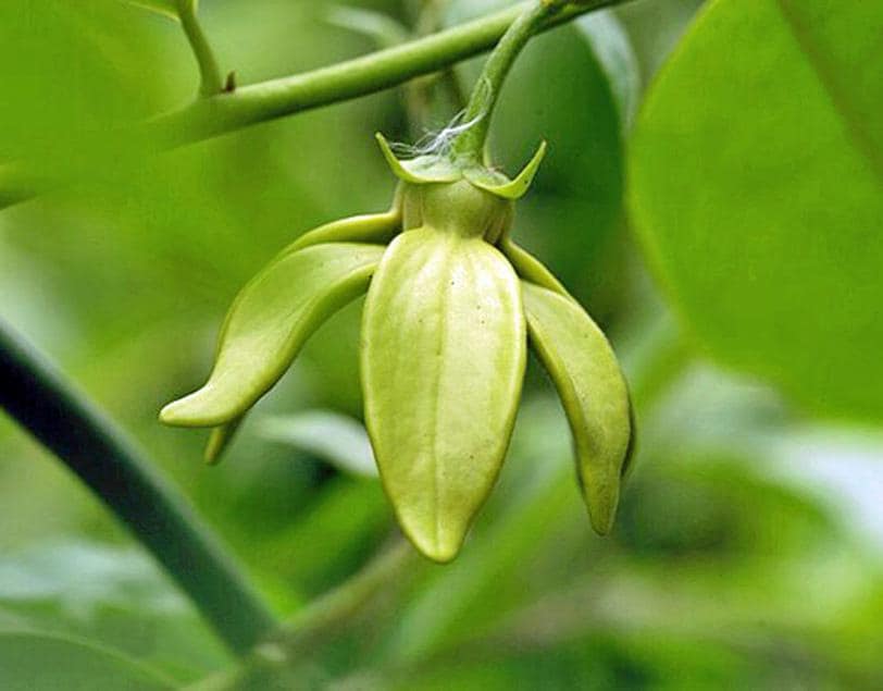 bamboo plant fertilizer Bamboo Special 13-5-11 High Nitrogen Slow Release Fertilizer – Bamboo Plants  Online main image 1
