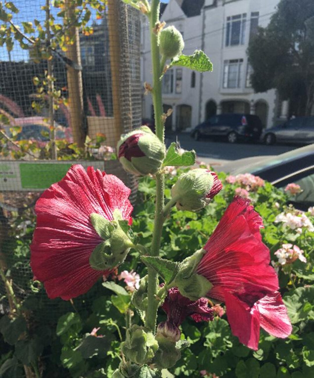 Alcea Rosea | Chater's Double Red | 10 Seeds - Etsy