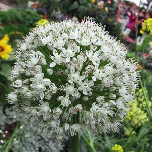 Allium fistulosum | Welsh Onion | 5 Seeds
