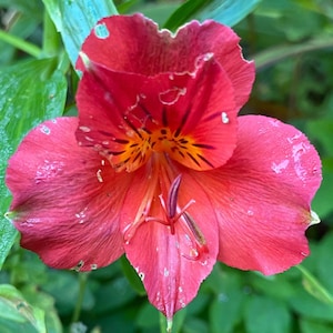 Alstroemeria psittacina | Red Parrot Lily | 10 Seeds