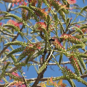 Acrocarpus fraxinifolius | Pink Cedar | Indian Ash | 10 Seeds