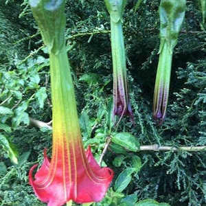Brugmansia sanguinea / Tromba degli angeli rossi / 10 semi freschi