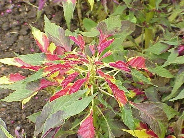Amaranthus Tricolor | Edible Amaranth | Joseph's Coat | 100 Seeds - Etsy