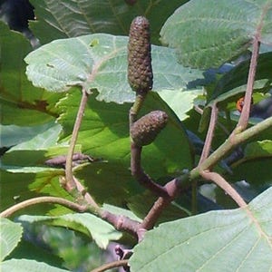 Alnus hirsuta | Manchurian Alder | 20 Seeds