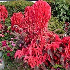 Amaranthus Tricolor | Early Splendor | 100 Seeds - Etsy