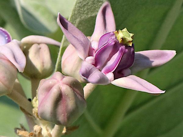 Calotropis Gigantea White Seeds – Giant Milkweed, Crown Flower – 5 Seeds