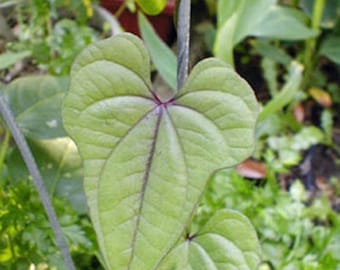 Dioscorea batatas | Cinnamon Vine | Chinese Yam | 5 Bulbettes