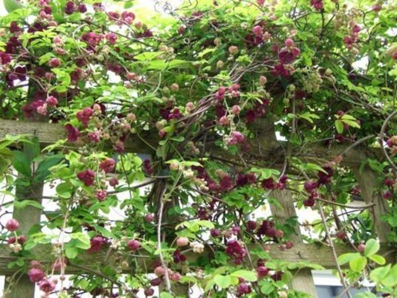 Akebia Quinata | Chocolate Vine | Fiveleaf Akebia | 5 Seeds - Etsy