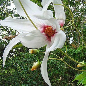 Dahlia campanulata | Gråtande träddahlia | 10 frön