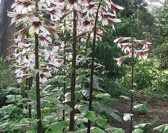 Cardiocrinum Giganteum El Lirio Gigante Del Himalaya Es La Especie Más Grande De Cualquiera De