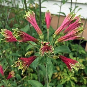 Alstroemeria psittacina | Parrot Flower | Lily of the Incas | 10 Seeds