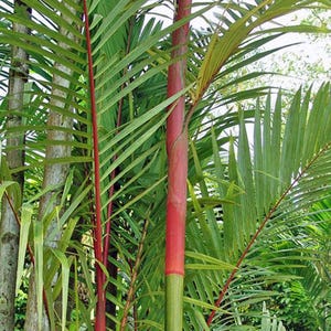 キルトスタキス・レンダ | レッドシーリングワックスパーム | 種子10個