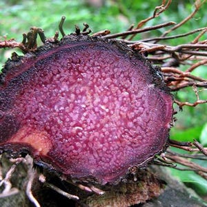 Dioscorea alata / Ñame morado / Ube / 5 semillas