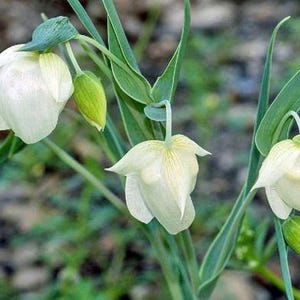 Calochortus albus | Witte feeënlantaarn | 5 zaden