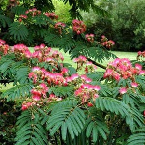 Albizia julibrissin | Mimosa Tree | Persian Silk Tree | 10 Seeds