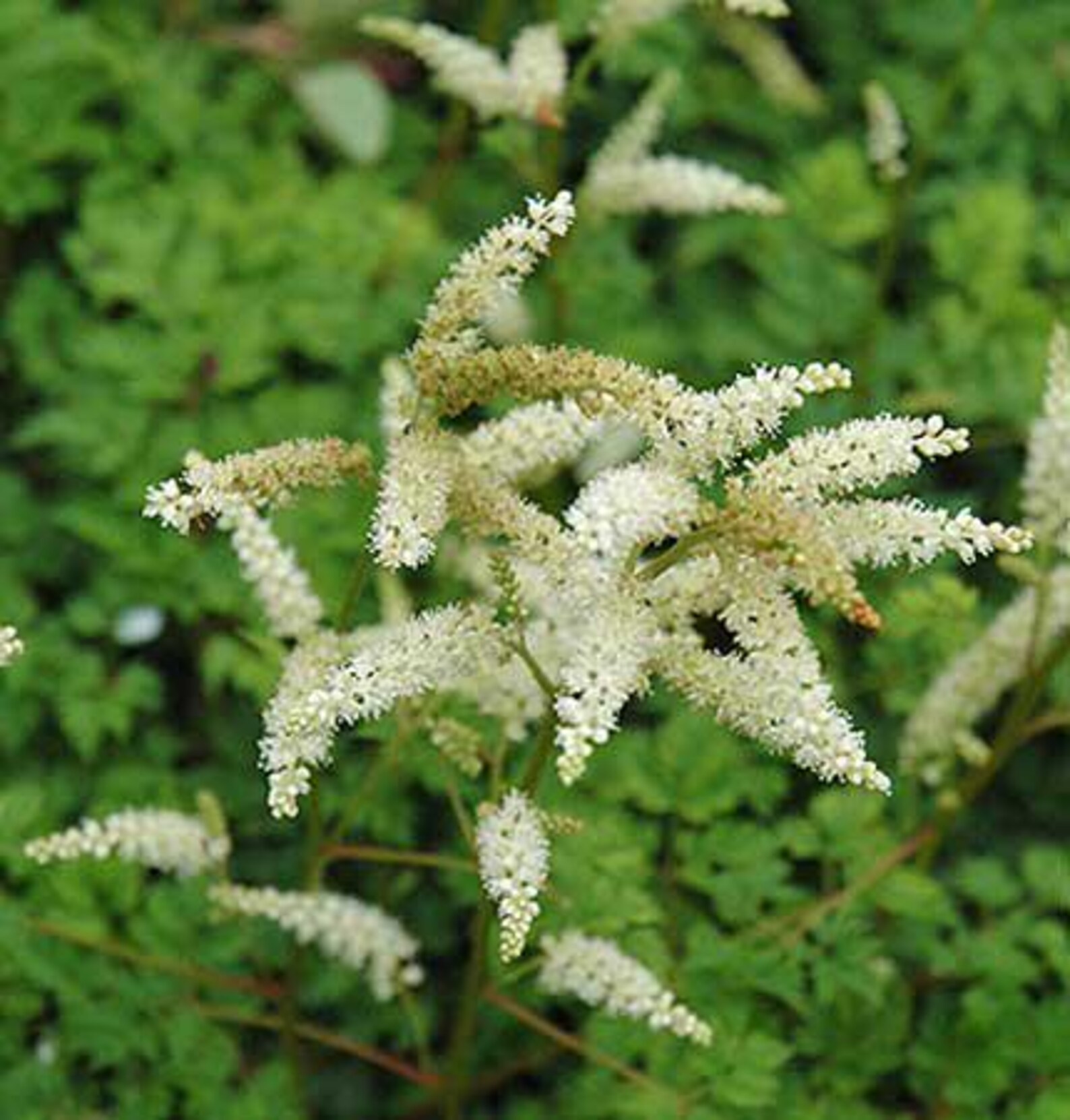 Aruncus Aethusifolius | Dwarf Goat's Beard | 150 Seeds - Etsy