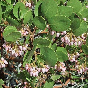 Arctostaphylos patula | Greenleaf Manzanita | 10 Seeds