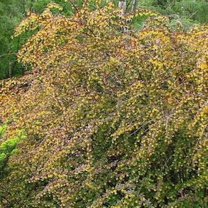 Berberis thunbergii | Japanese Barberry | 10 Seeds