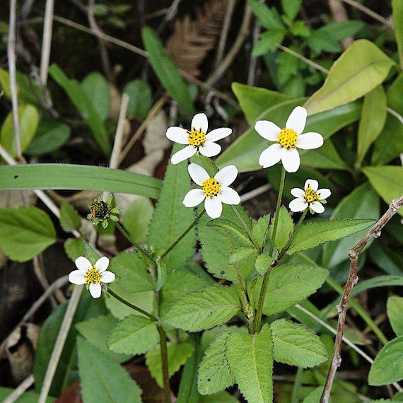 Bidens Pilosa | Spanish Needle | 75 Seeds - Etsy