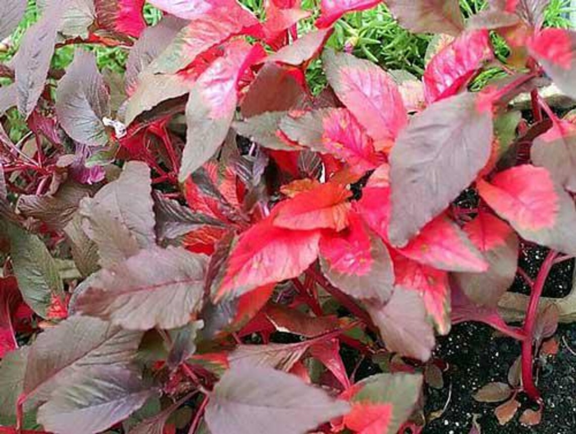 Amaranthus Tricolor | Early Splendor | 100 Seeds - Etsy