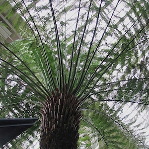 Dicksonia antartica / Helecho arbóreo blando / 250 esporas