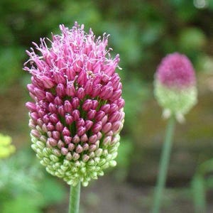 Allium sphaerocephalon | Trommelstock Allium | 10 Samen