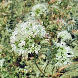 Allium howelii v. clokeyi / Cipolla di Howell / 10 semi