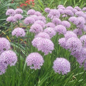 Allium senescens | German Garlic | 5 Seeds